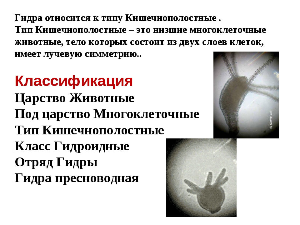 Кракен дарк сайт